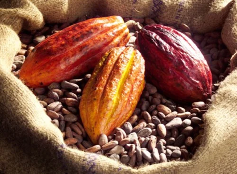 Cacao, pétrole, café : la nouvelle bataille mondiale des matières premières redessine l’économie ouest-africaine