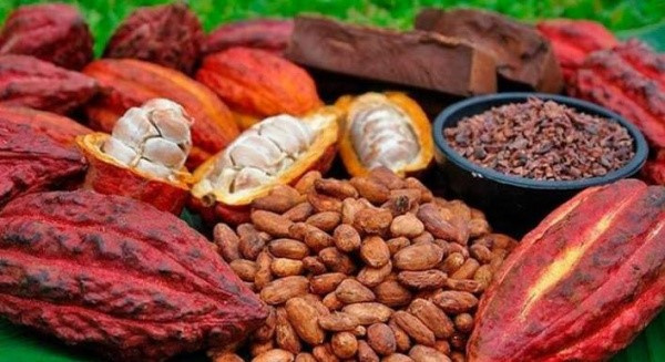Cacao premium : le Togo veut transformer une filière fragile en marché à forte valeur ajoutée