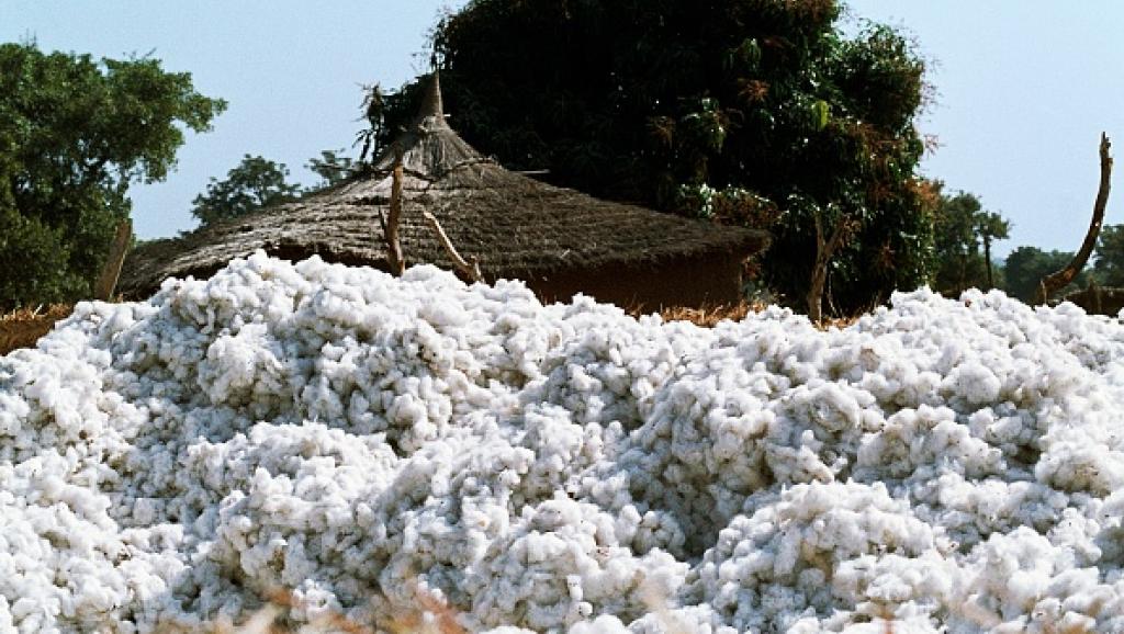 Coton burkinabè : l’État reprend tout