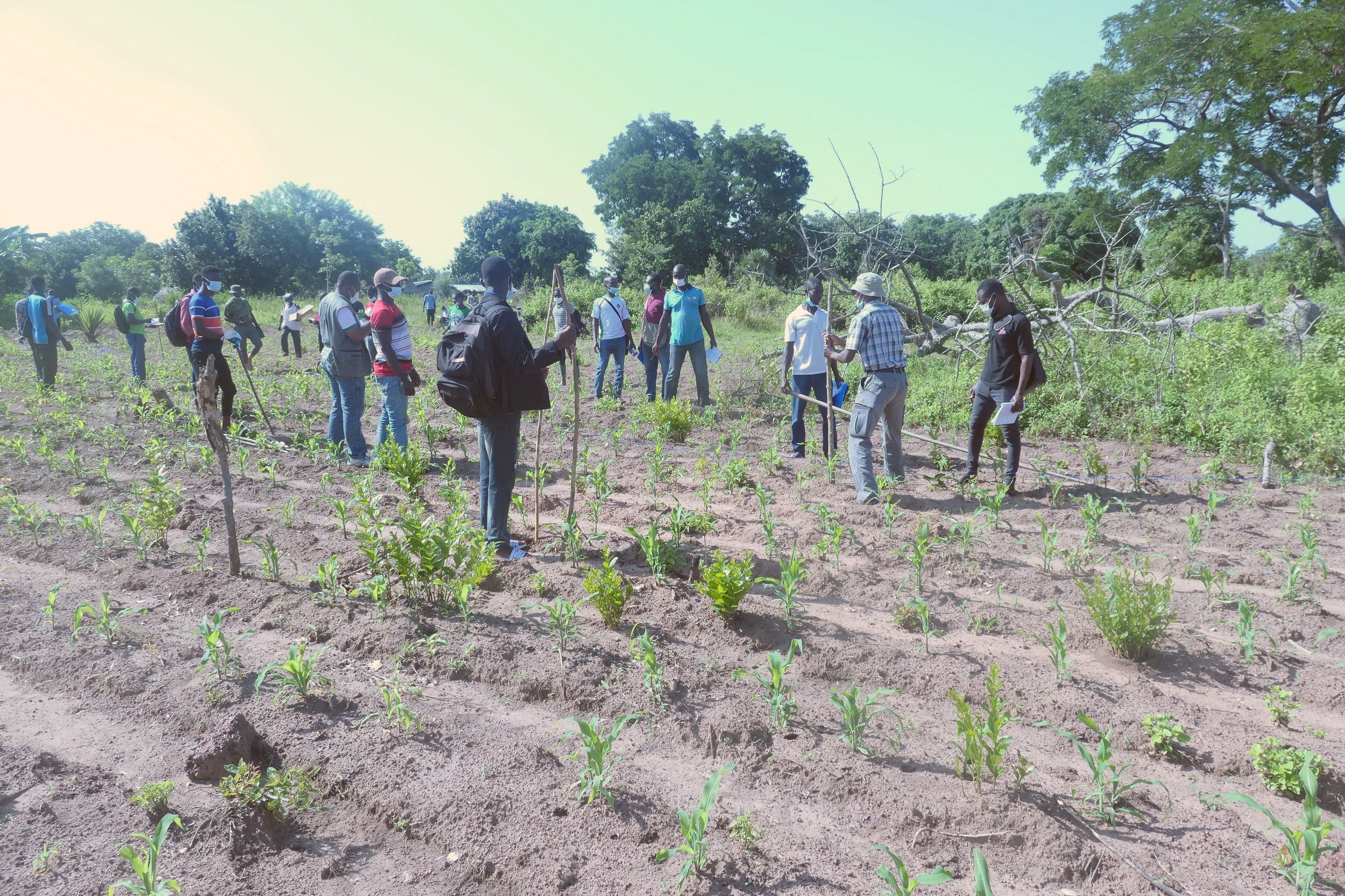 Restauration des terres au Togo : la FAO ouvre jusqu’à 50 000 dollars de financement pour les projets verts