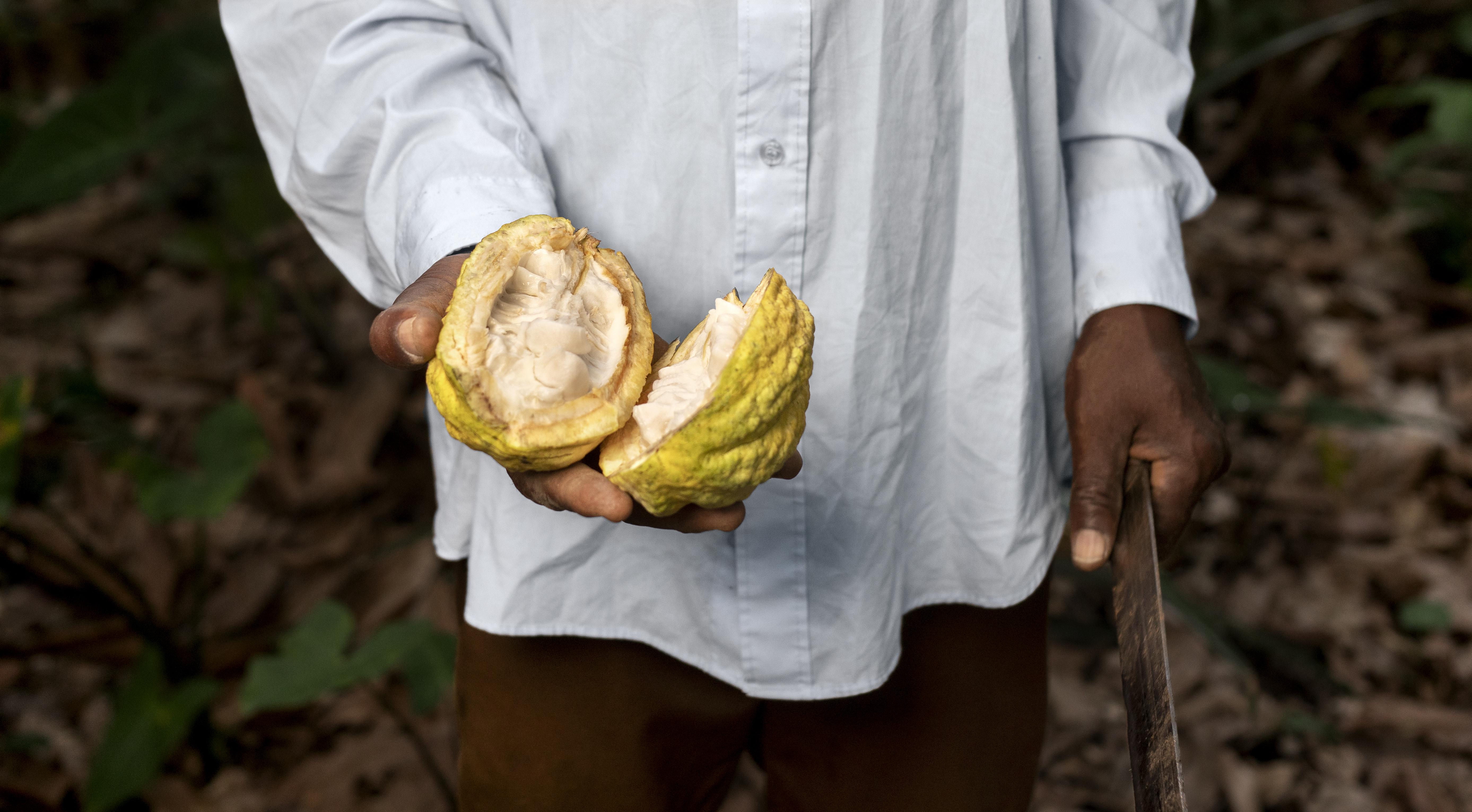Togo : le retournement du cacao et le pari de la transformation agricole
