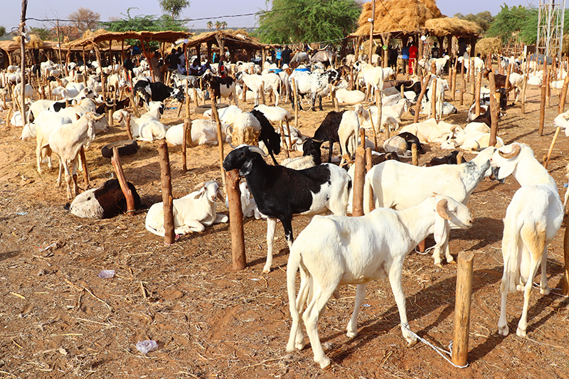 Tabaski 2026 au Togo : les moutons hors de prix